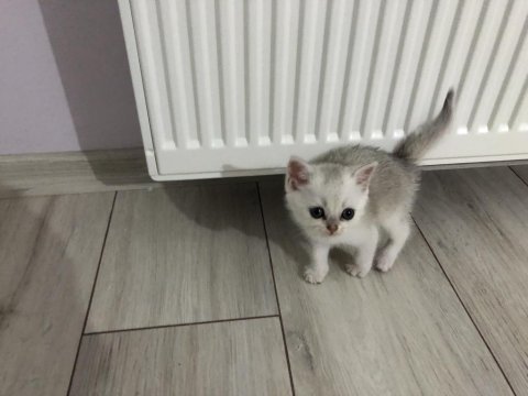 Straight dişi erkek kediler 2 aylık