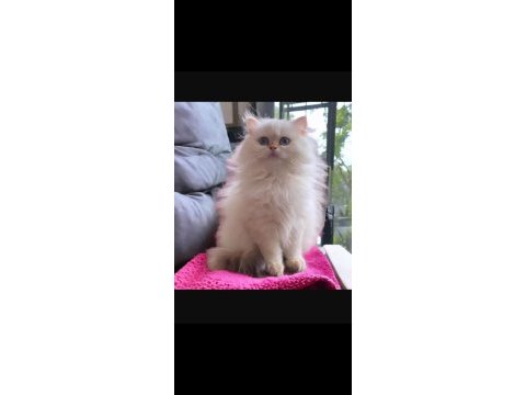 Safkan british longhair yavru