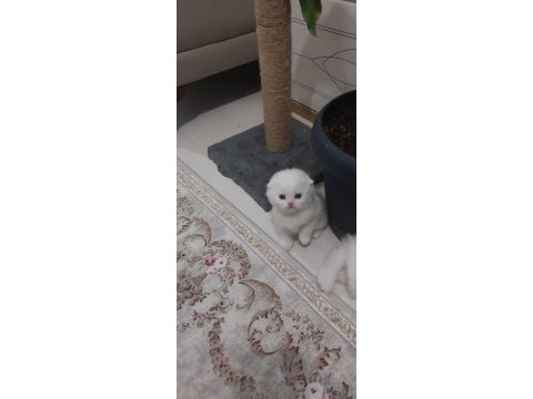 Scottish fold yavrumuz