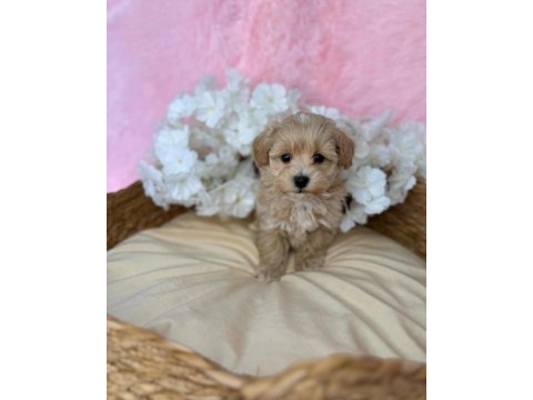 Irk garantili maltipoo yavruları 