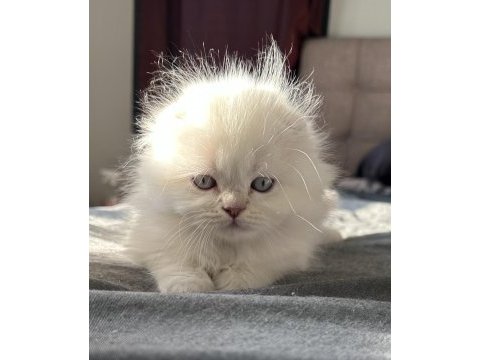 Bluepoint scottish fold yavrular