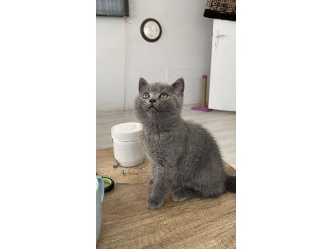 British shorthair kitten