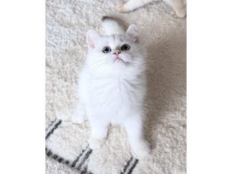 Safkan british shorthair golden point erkek yavru