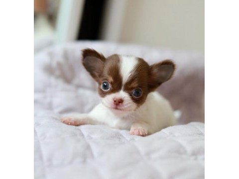 Mini elma kafa küt burun chihuahua bebekler