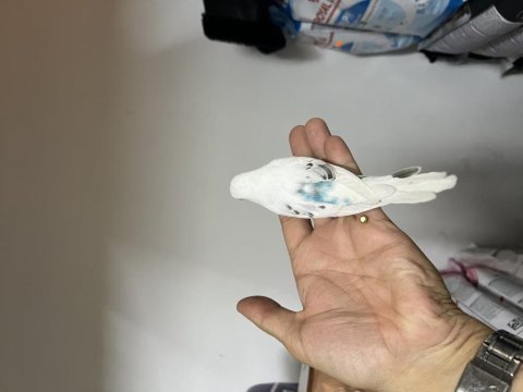 Ele alıskın yeni yeme düşmüş özel ırklar