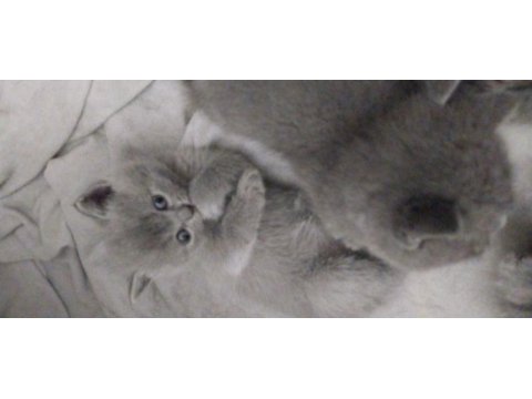 British shorthair kedilerim