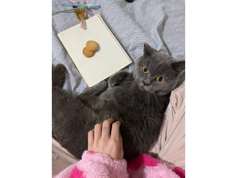 0 kulak top kafa scottish fold