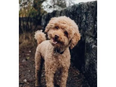 Poodle 1 yaş civarı