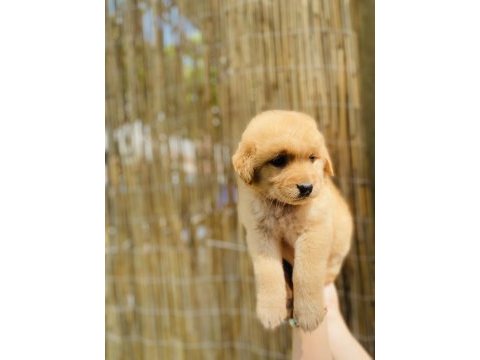 Orjinal küt burun istanbul güzeli golden retriever