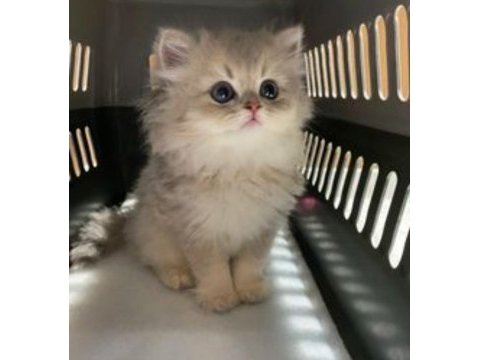 Blue golden point british longhair güzelliğim