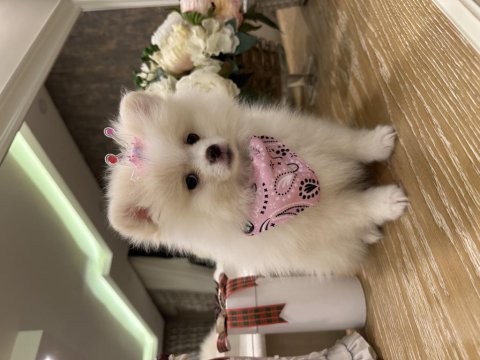 Pamuk gibi pomeranian yavrular