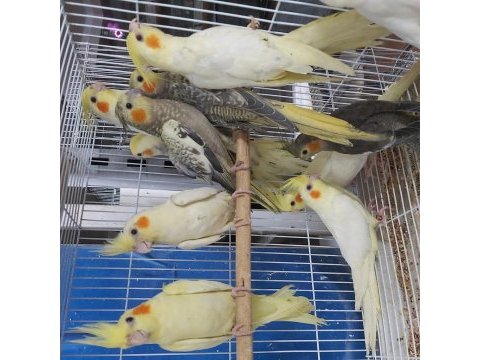 Yerli üretim sultan papağanlarımız