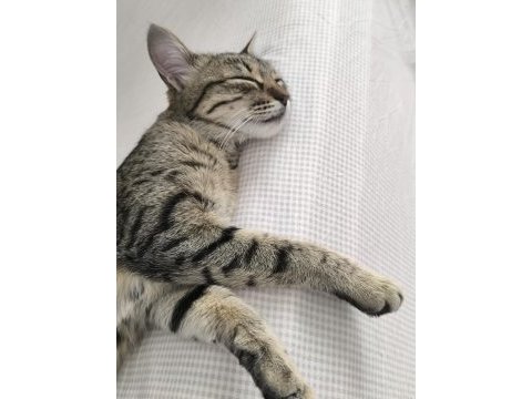 Kedimize rize içi ömürlük yuva arıyorum