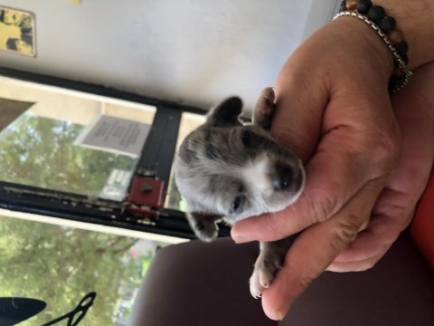 Orjinal eşsiz güzellikte chihuahua yavrularımız