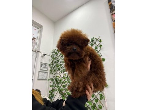 Yetişkin dark red kore poodle erkek kuyruksuz