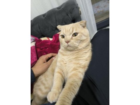 Saf ırk scottish fold