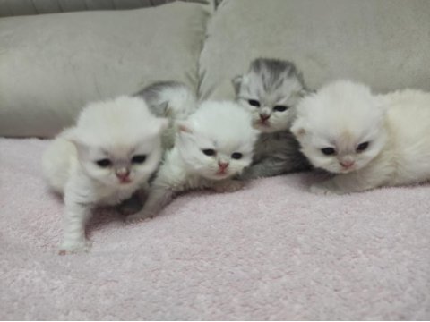 Scottish fold minikler sizleri bekliyor kendi kedilerim