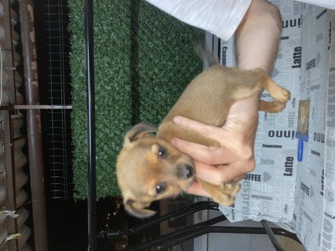 Chihuahua 45 günlük yavru dişi