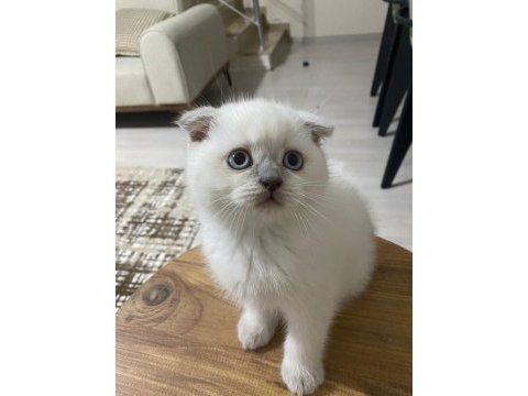 Yavru muhabbet kuşu kedi