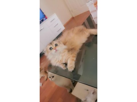 Full şecereli şampiyon ebeveynlere sahip scottish fold