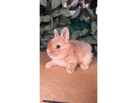 Hollanda lop ve cüce tavşanları
