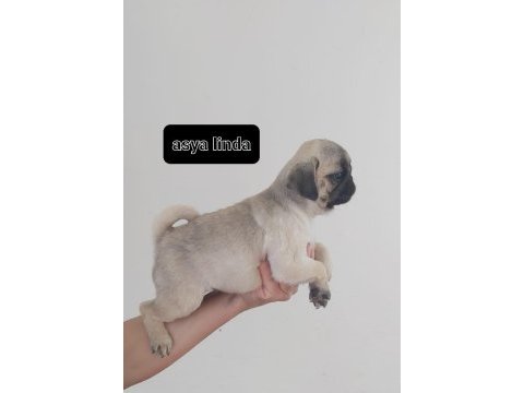 Pug mops bebekleri