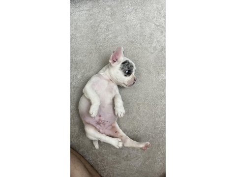 50 günlük erkek french bulldog