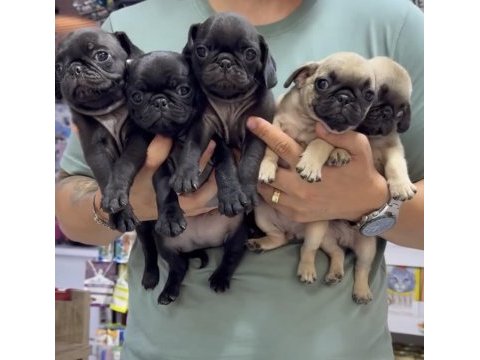 Pug bebekler