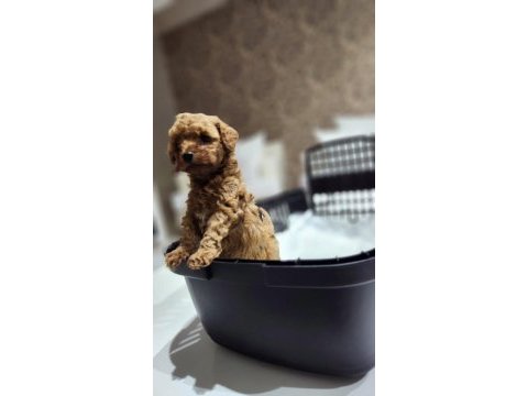 Micro teacup toy poodle yavrular teslime hazır ev ortamı