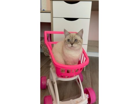 Çiftleştirmek için dişi kedi arıyoruz