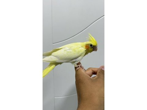 Sultan papağanı sahiplendirilecekler