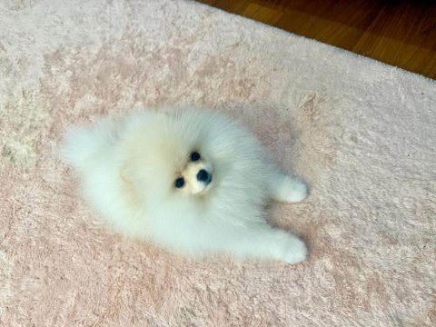 Çok güzel pamuk dişi pomeranian