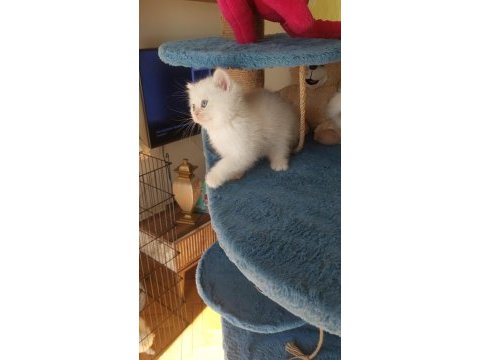 Daha iyisi şimdilik yok british shorthair