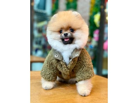 Efsane ayı surat pomeranian
