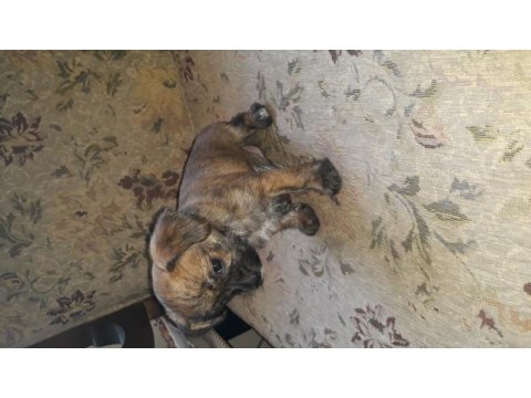 Şivava terrier yavrusu