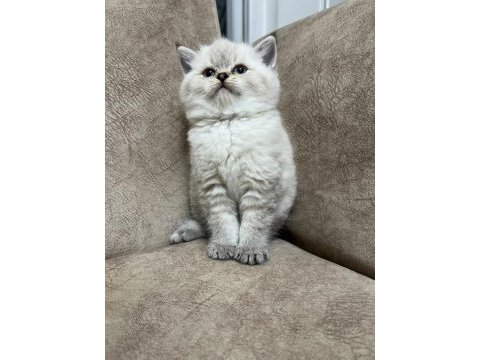 Safkan british shorthair ayı surat top kafa bebişimiz