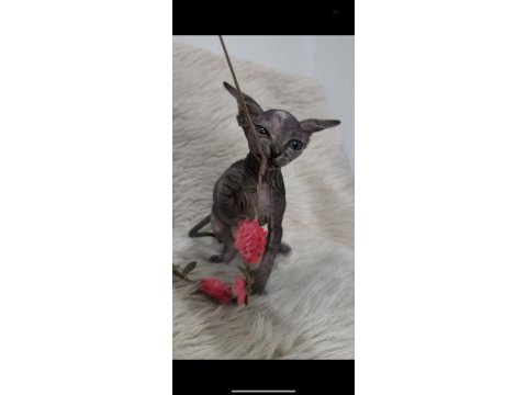 Naked beauty sphynx cattery 10 haftalık