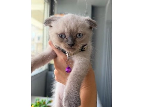 İki aylık scottish fold yavrumuz yeni yuvasını arıyor