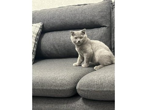 Oynak ve sağlıklı yavru kedimiz