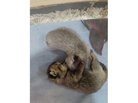 British shorthair kedimize güzel bir aile arıyoruz