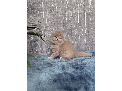 Show class sıfır kulak scottish fold prenses