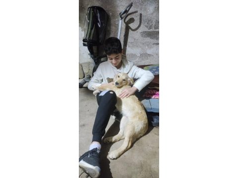 Antalya içi yavru golden retriever sahiplendirme