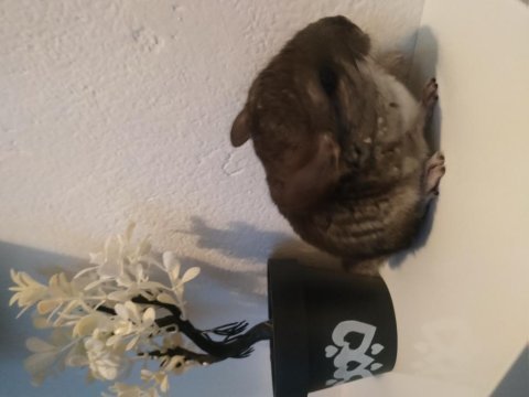 Chinchilla (çinçila) tavşanı