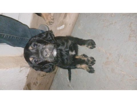 2 adet dişi yavru köpeğimiz