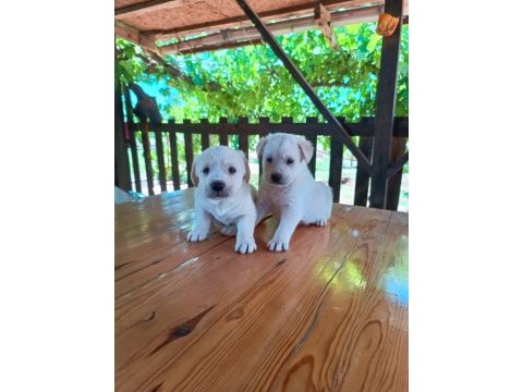 Minik golden retriever yavrular
