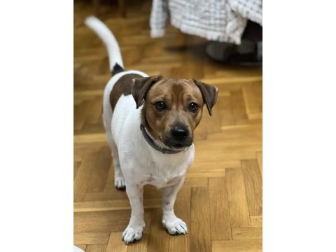 Oğlumuza gelin arıyoruz çiftleştirme jack russell