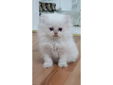 Golden british ay point longhair