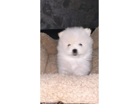 Pomeranian boo orjinal