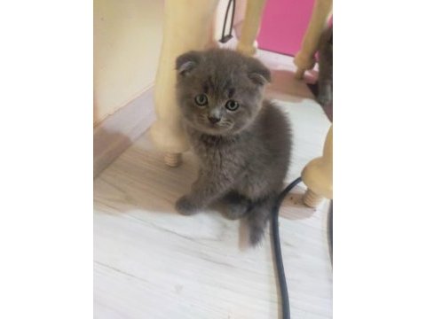 3 tane safkan scottish fold