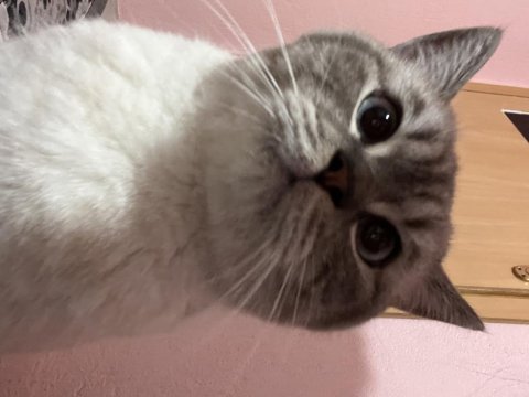 British shorthair yavru
